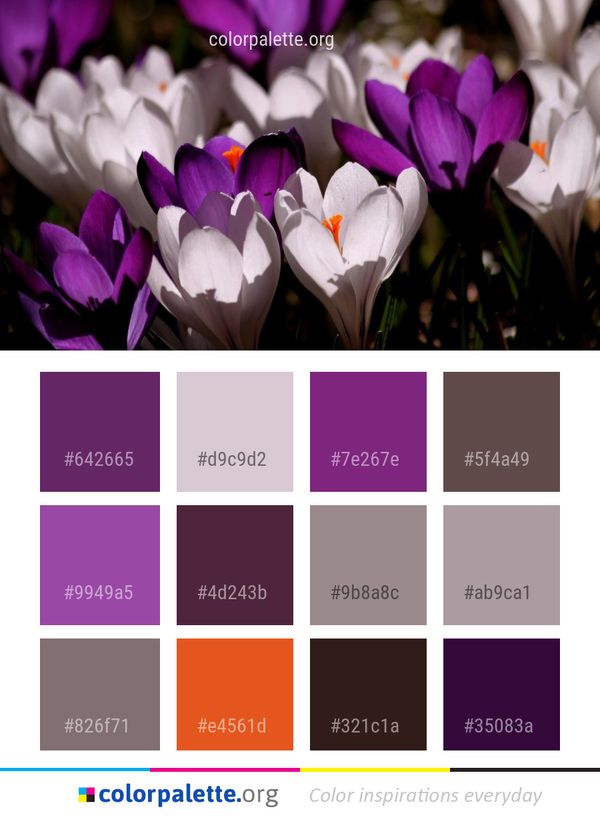 Flower Plant Flowering Color Palette