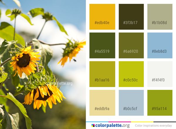 Flower Sunflower Yellow Color Palette