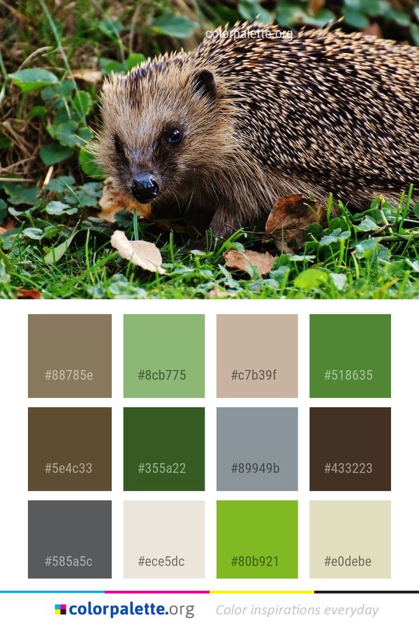 Hedgehog Erinaceidae Domesticated Color Palette