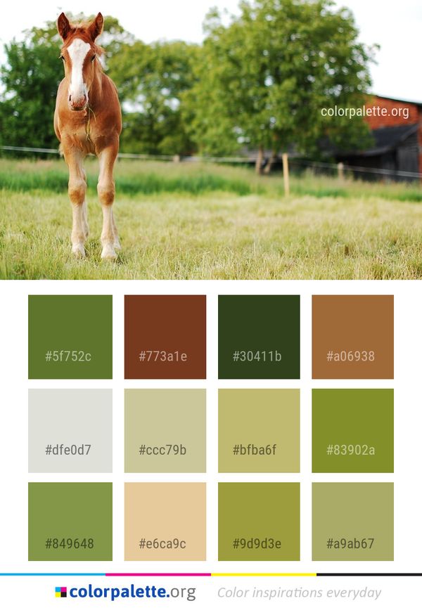 Horse Pasture Grass Color Palette