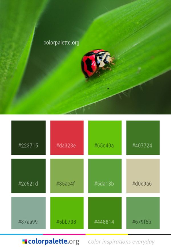 Insect Ladybird Macro Photography Color Palette