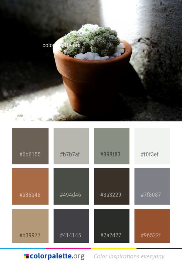 Plant Flowerpot Cactus Color Palette