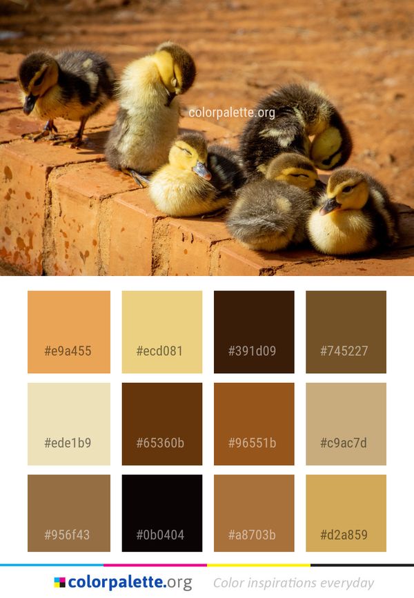 Duck Bird Fauna Color Palette