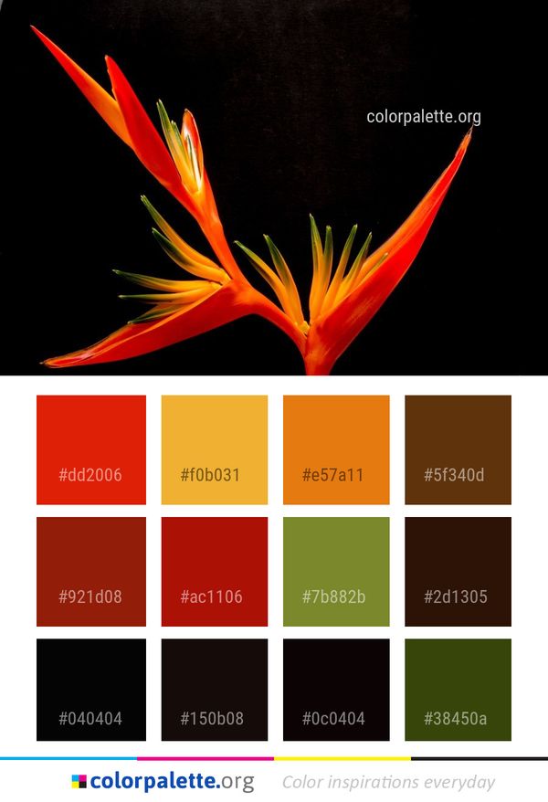 Flower Flora Plant Color Palette