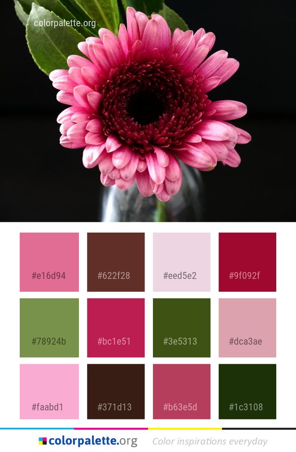 Flower Pink Gerbera Color Palette