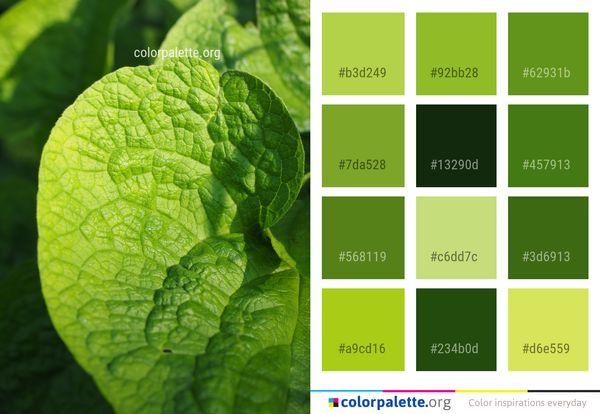 Leaf Green Plant Color Palette