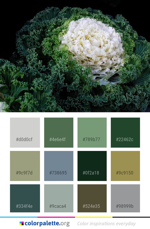 Leaf Vegetable Cabbage Color Palette