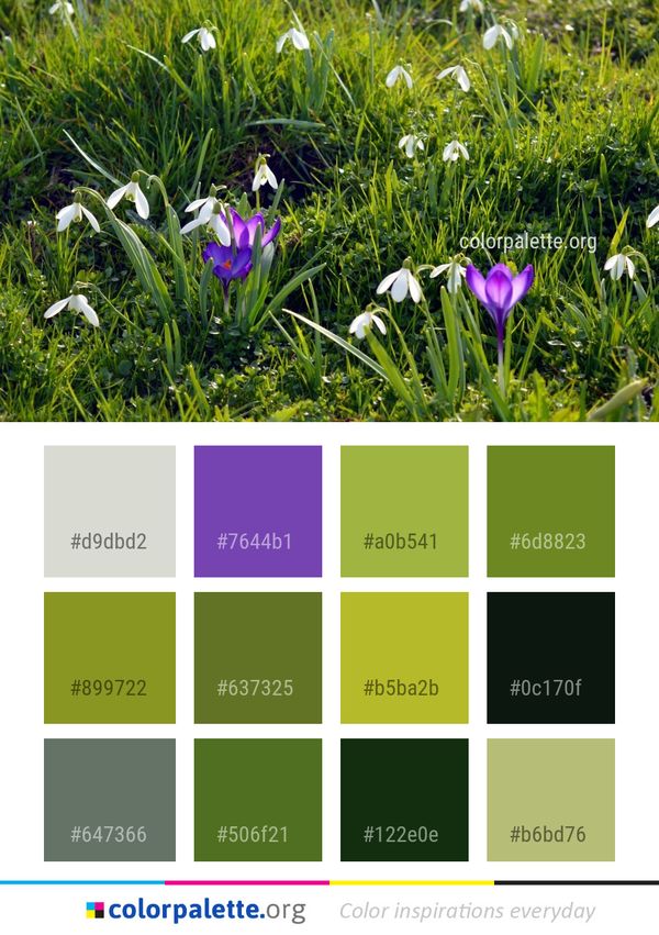 Plant Flower Flowering Color Palette