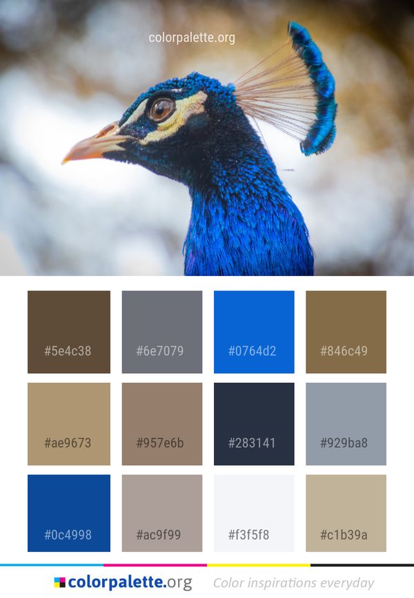 Beak Bird Fauna Color Palette