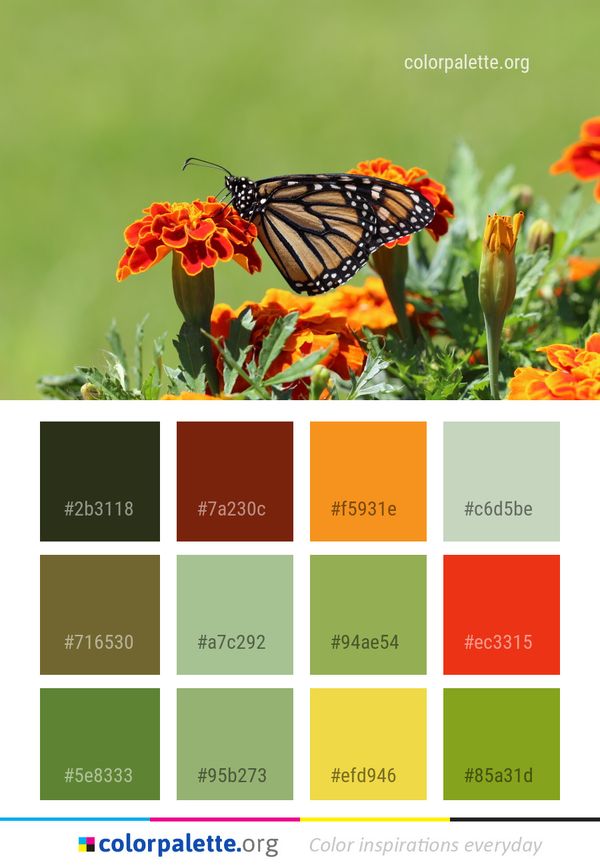 Butterfly Monarch Moths And Butterflies Color Palette