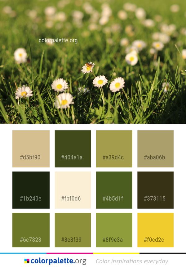 Flower Daisy Grass Color Palette