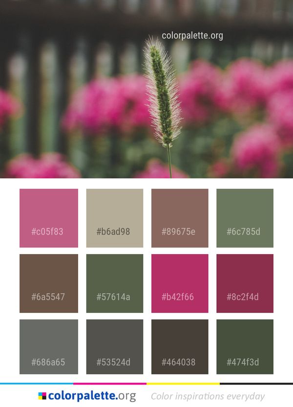 Flower Pink Plant Color Palette