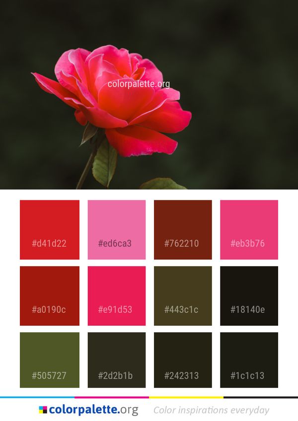 Flower Rose Family Color Palette