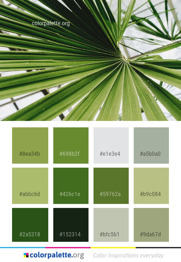 Leaf Plant Vegetation Color Palette