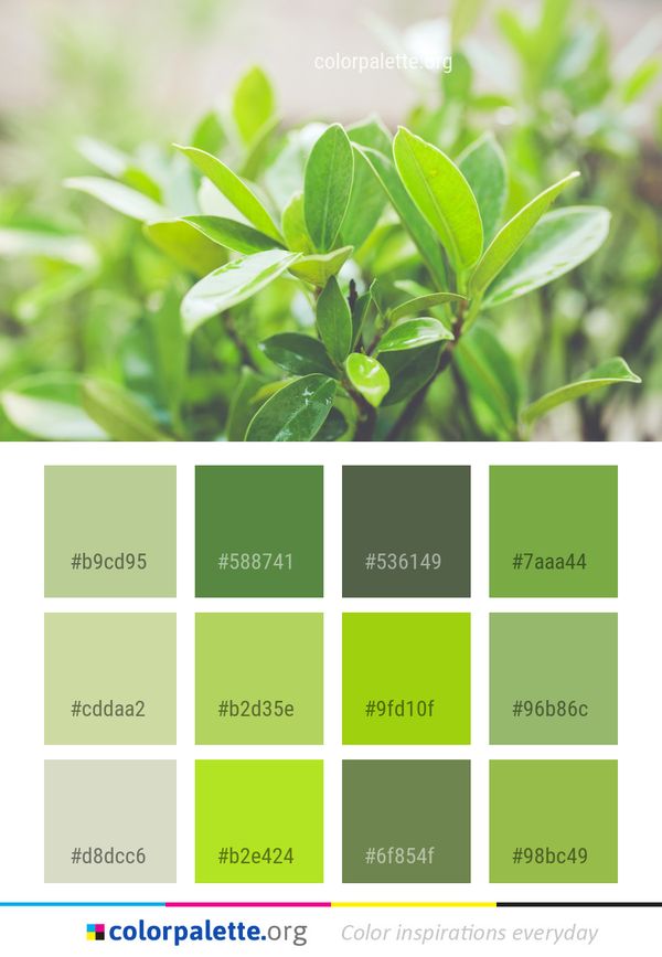 Plant Leaf Herb Color Palette