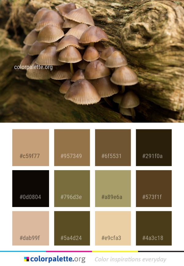 Fungus Oyster Mushroom Color Palette