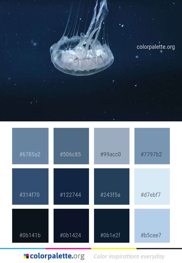 Jellyfish Cnidaria Water Color Palette