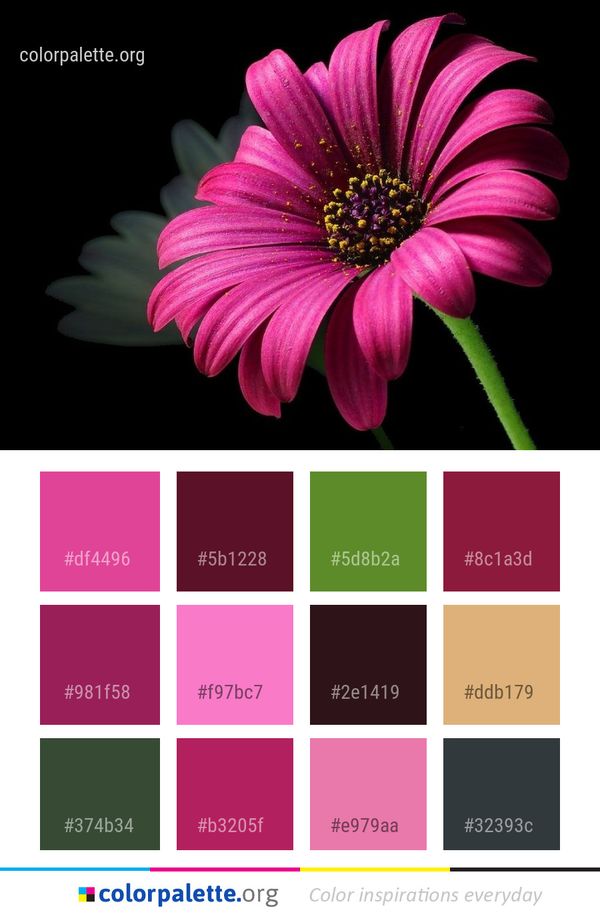 Flower Flora Close Up Color Palette
