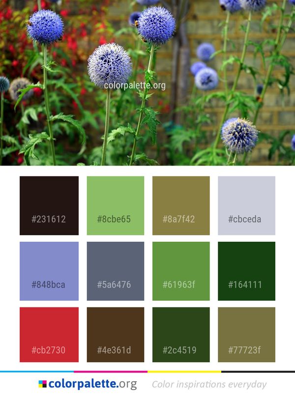 Flower Plant Flora Color Palette