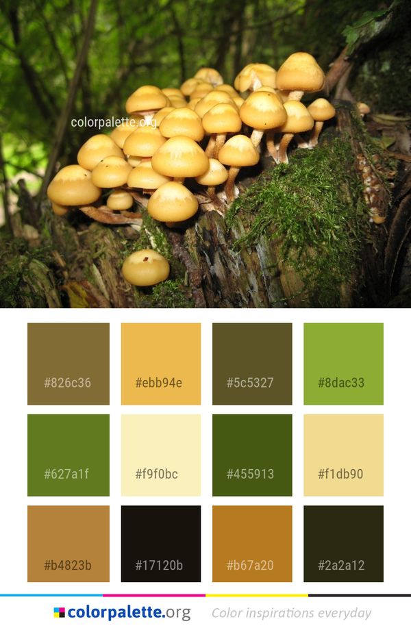 Fungus Mushroom Edible Color Palette