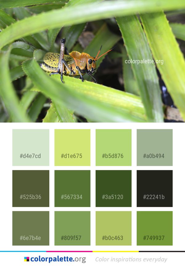 Insect Fauna Invertebrate Color Palette