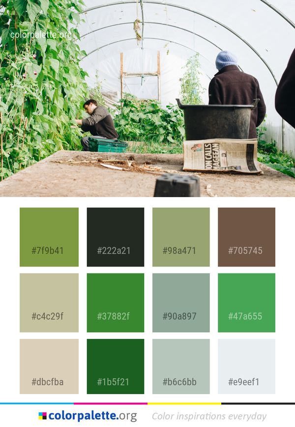 Plant Tree Greenhouse Color Palette
