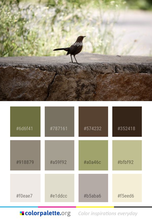 Bird Fauna Beak Color Palette