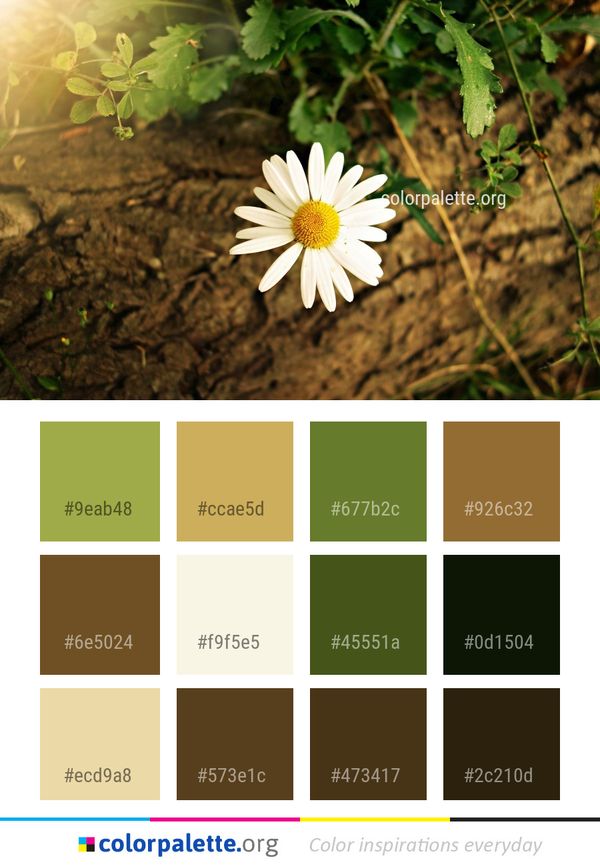Flower Flora Plant Color Palette