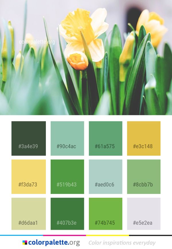 Flower Flowering Plant Color Palette