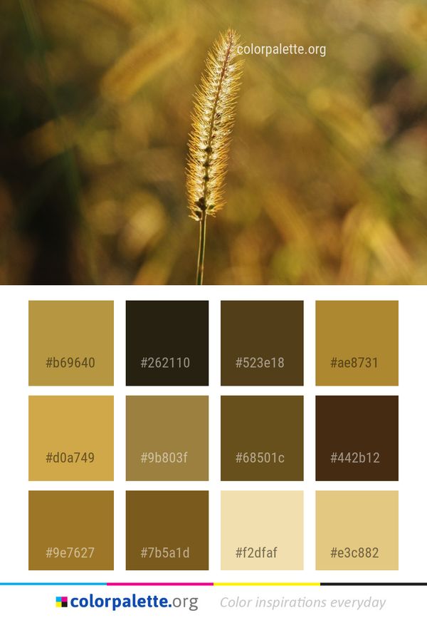 Grass Family Close Up Flora Color Palette