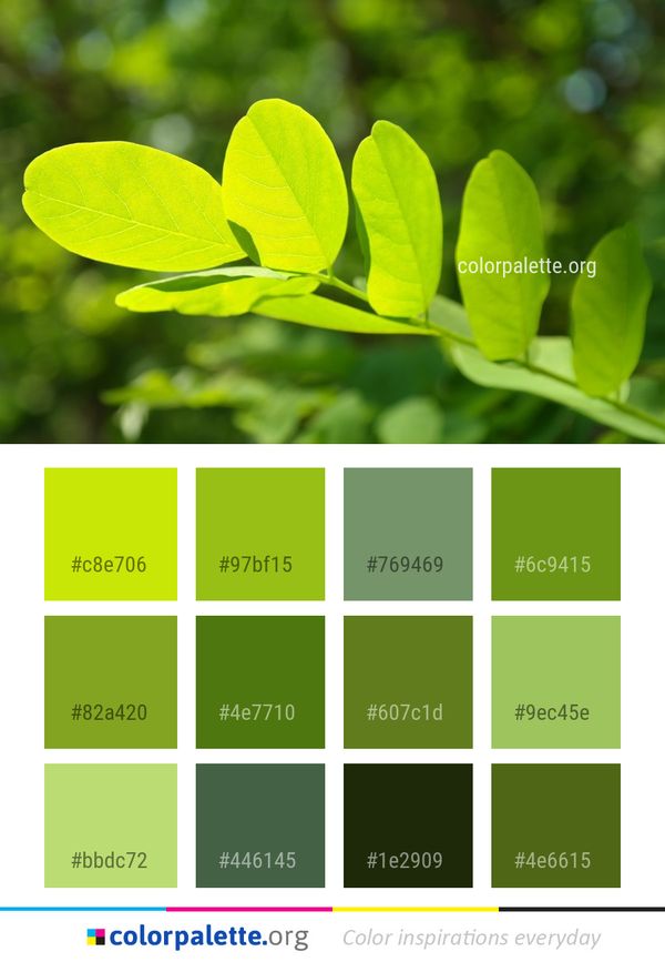 Leaf Plant Flora Color Palette