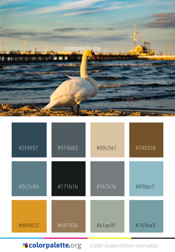 Sky Water Bird Color Palette