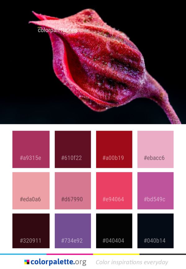 Close Up Macro Photography Flora Color Palette