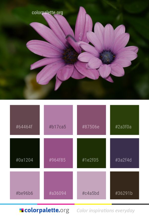 Flower Flora Purple Color Palette