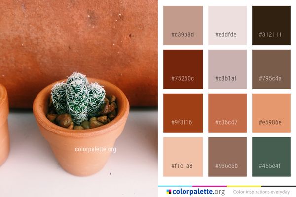 Plant Cactus Flowerpot Color Palette