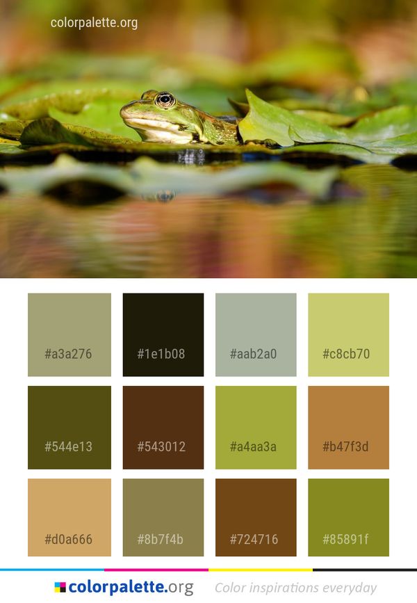 Ranidae Frog Amphibian Color Palette