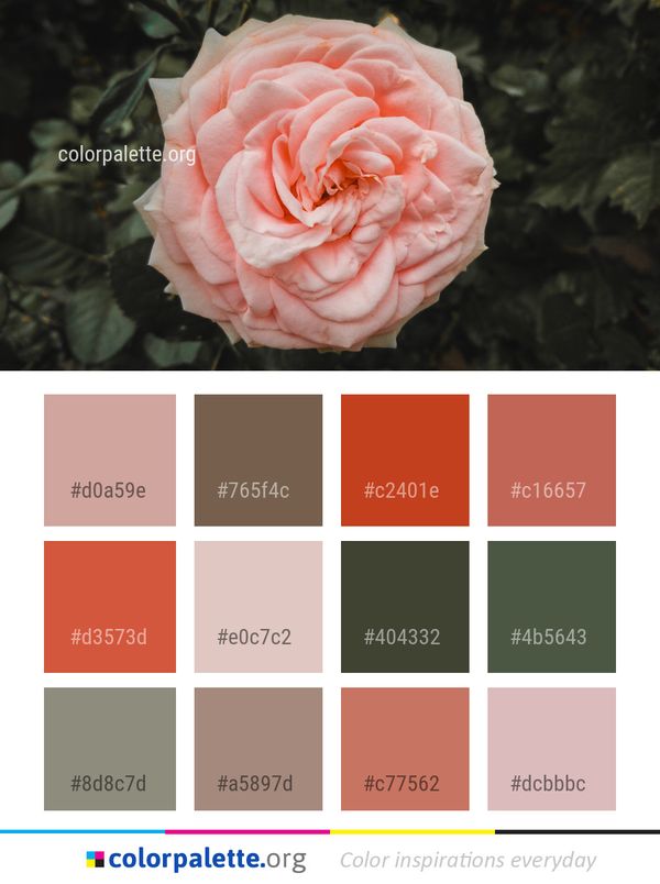 Rose Flower Family Color Palette