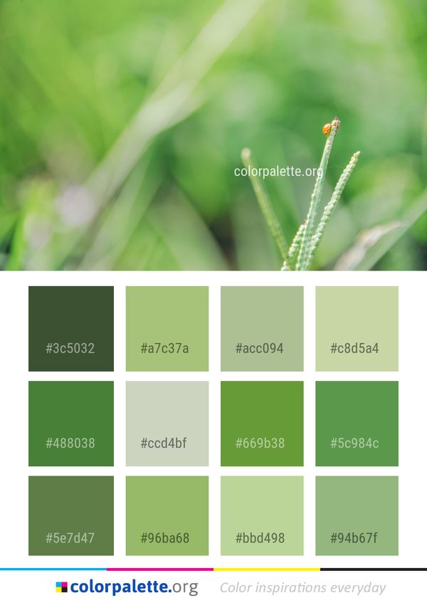Vegetation Grass Macro Photography Color Palette
