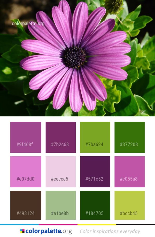 Flower Flora Purple Color Palette