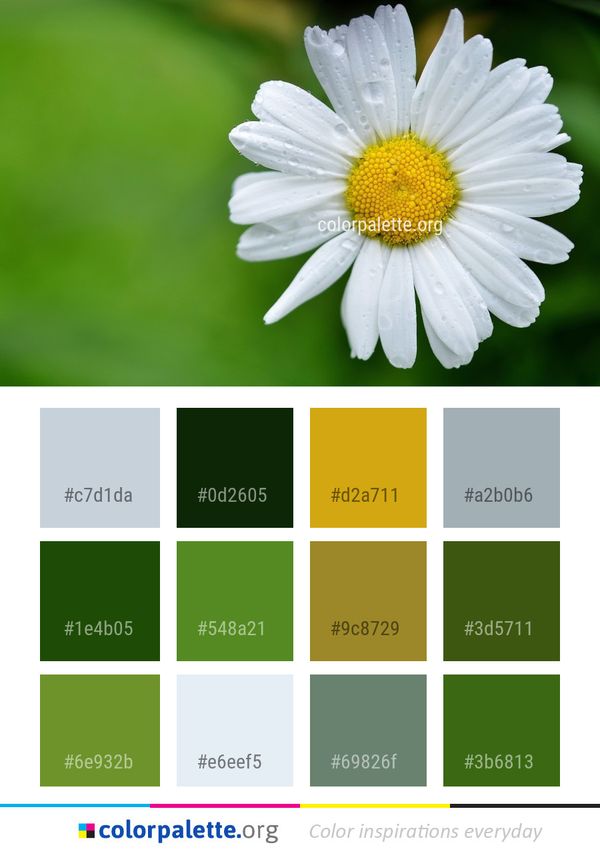 Flower Oxeye Daisy Color Palette