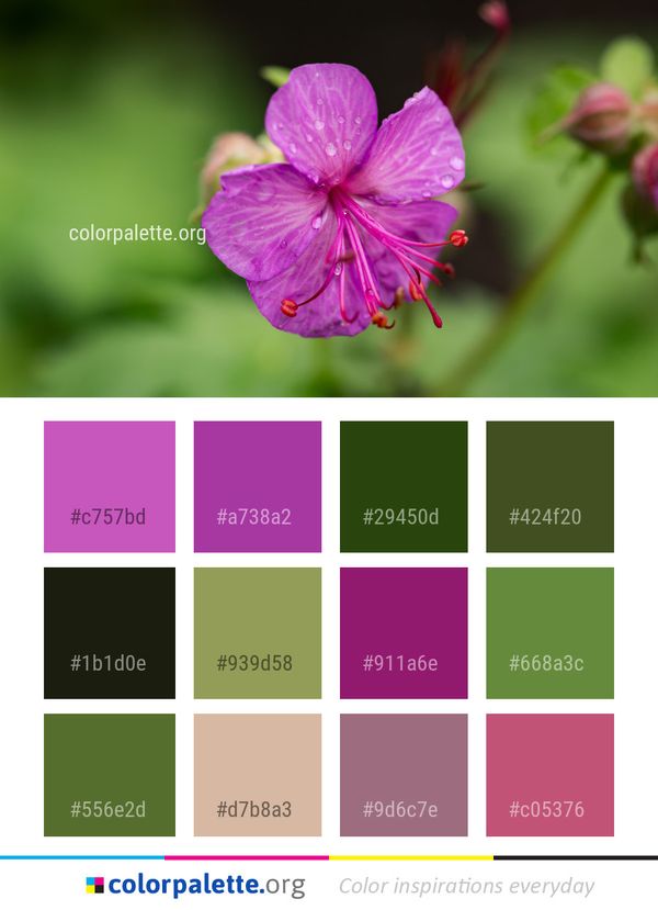 Flower Pink Flora Color Palette