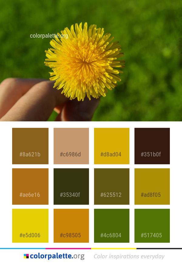 Flower Yellow Dandelion Color Palette