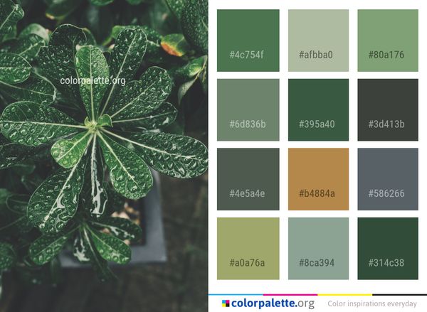 Leaf Plant Flora Color Palette