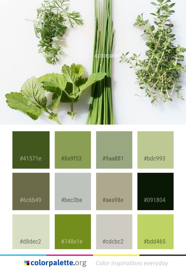 Plant Herb Herbal Color Palette