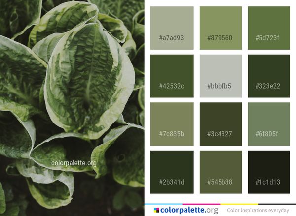 Plant Leaf Herb Color Palette