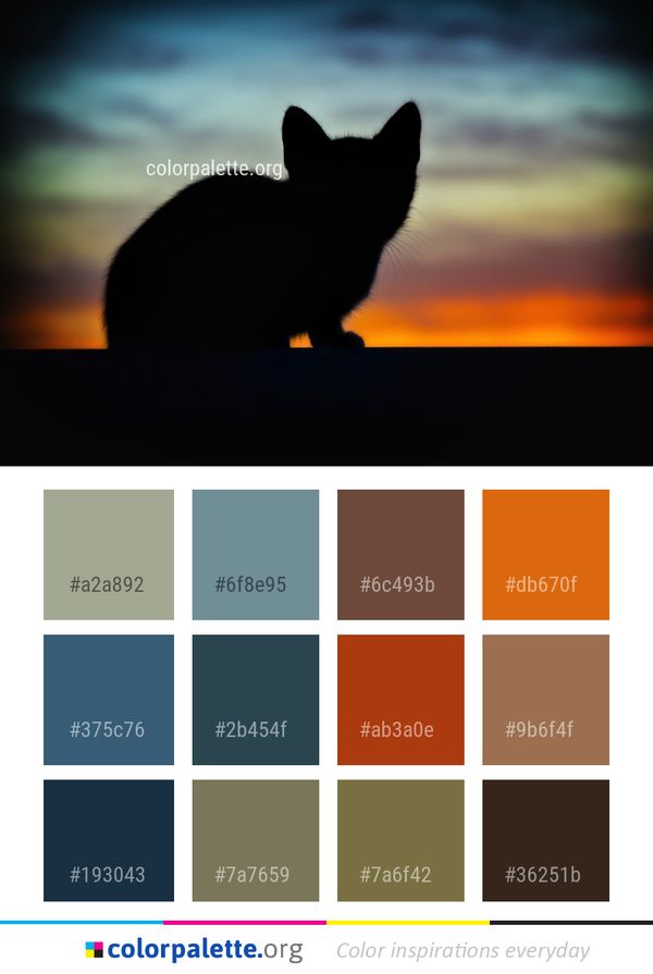 Sky Small To Medium Sized Cats Cat Color Palette
