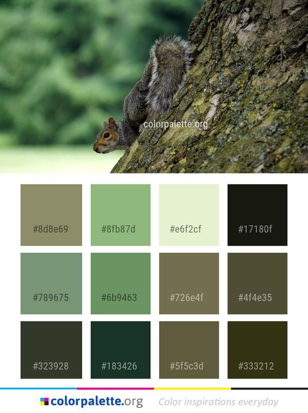 Squirrel Fauna Mammal Color Palette