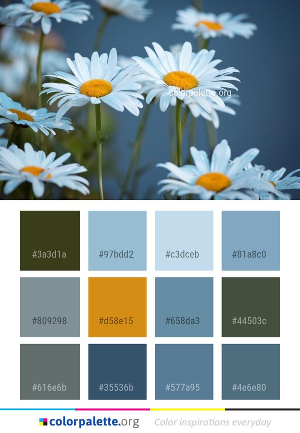 Flower Daisy Oxeye Color Palette