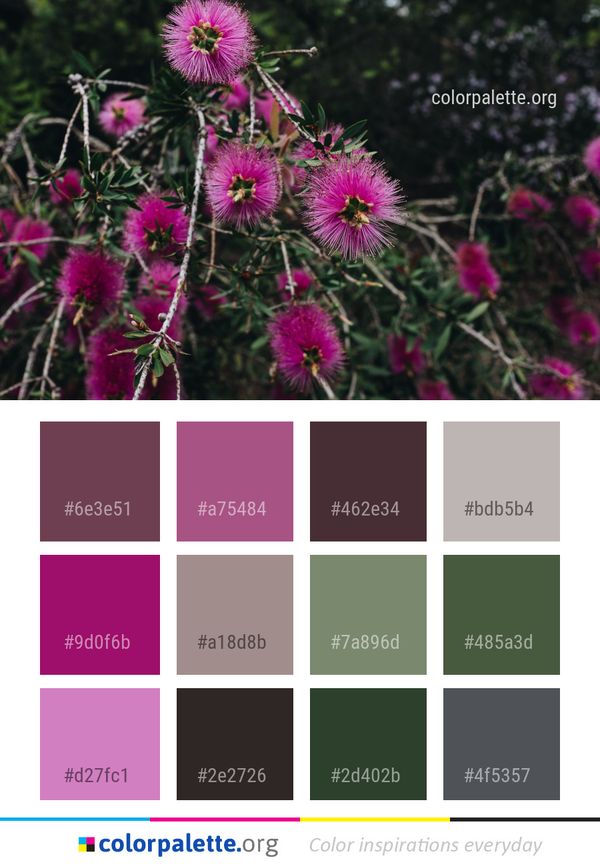 Flower Plant Flora Color Palette