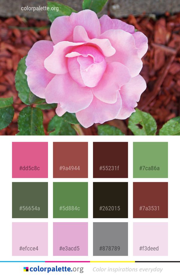 Flower Rose Pink Color Palette